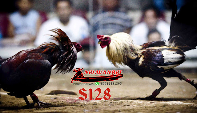 DAFTAR DI AGEN S128 BERMAIN SABUNG AYAM ONLINE