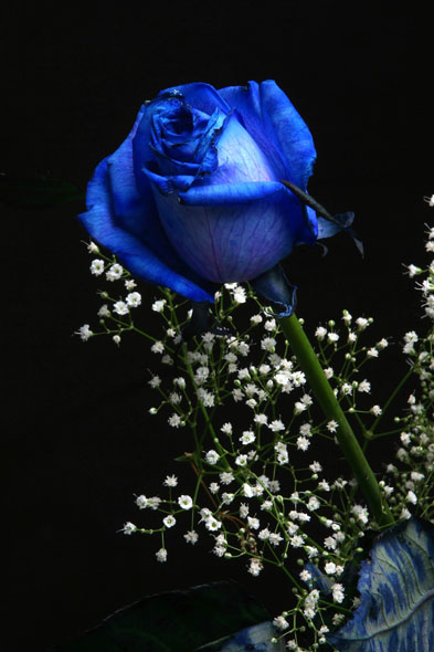 blue rose wallpaper. Blue Rose