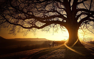 Scenery of sun behind the tree