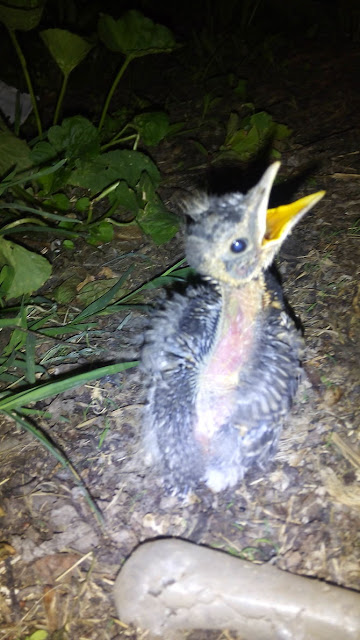 Feeding Baby Wild Birds