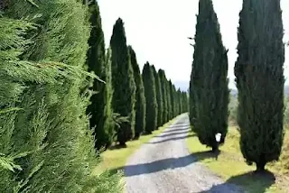 Cypress Tree Images