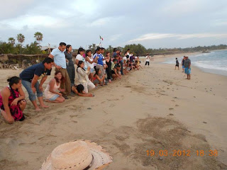 Green sea turtle (Chelonia mydas) clutch baby, La tortuga marina golfina chiquito nido 푸른 바다 거북 둥지 새끼 Release the sea turtle, Libracion 방생 mexico 