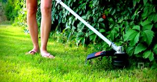 What You Need To Know To Remove Weeds In Your Garden.