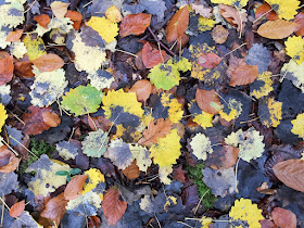 Aspen leaves on the ground on Hayes Common, 27 October 2015.