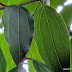Cassia Leaves - Tejpaat (तेजपात)