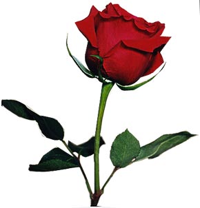 single red rose