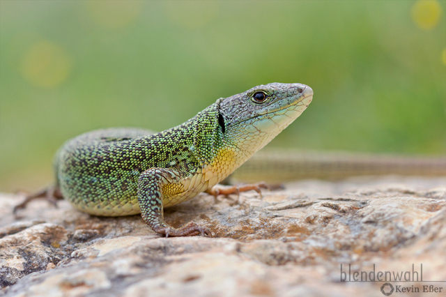 Östliche Smaragdeidechse - Lacerta viridis