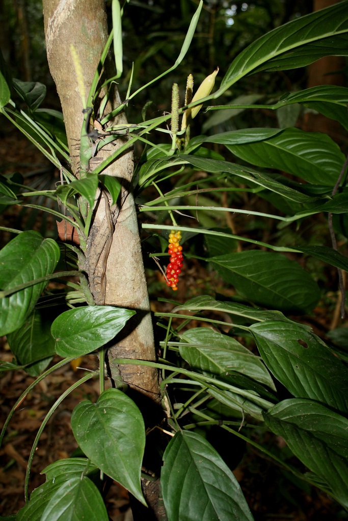 ALAM TUMBUHAN KELUARGA KELADI KELADIA Araceae family 