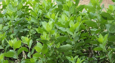Daun Beluntas