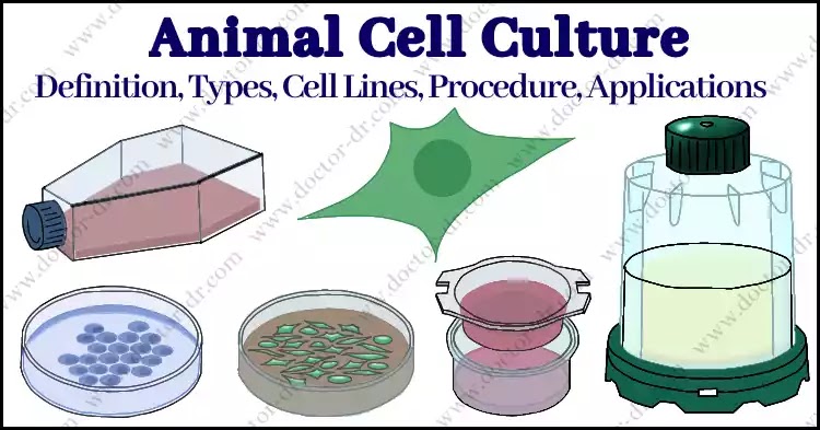 Animal cell culture has been employed as a cutting-edge technique, although there are certain drawbacks to this methodology.  It is a specialist approach that calls for aseptic settings and skilled staff. Due to the pricey equipment needed, the procedure is a costly operation. The cell culture's second subculture might produce distinct characteristics from the initial strain. The approach only yields a negligible quantity of recombinant proteins, which pushes up the cost of the procedure. Mycoplasma contamination and viral infections are common and challenging to diagnose and cure. Because of the prevalence of aneuploid chromosomal makeup, the cells produced using this method are unstable.