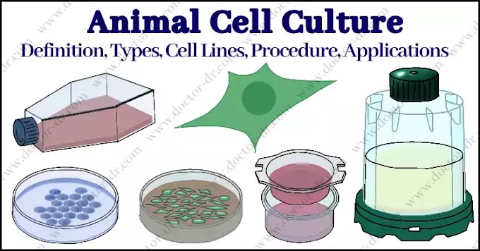 Animal Cell Culture: Definition, Types, Cell Lines, Procedures, and Applications