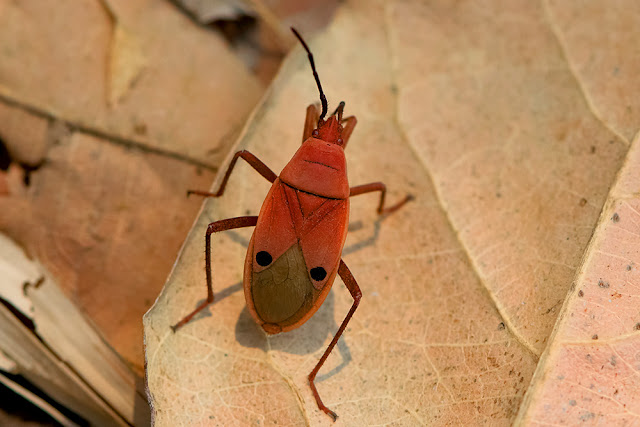 Probergrothius nigricornis the Kapok Bug