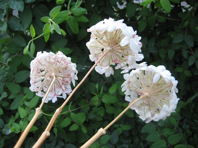 biznaga-Malaga´s-handcrafted-flower