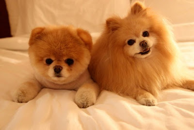 Meet Boo the Cutest Pomeranian Dog Seen On www.coolpicturegallery.us