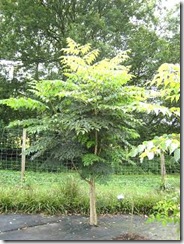 Aralia elata