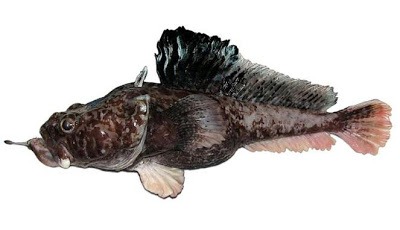 Wow Ikan Aneh Ditemukan Spesies Ikan Aneh Antartika