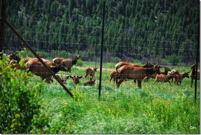 06-22-14 A RMNP Moraine Park (41)