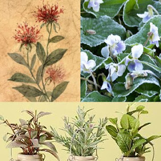 herb_plants