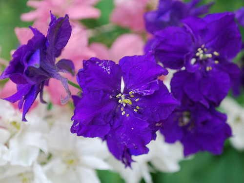 types of flowers you can grow Pink Larkspur Flower | 500 x 375
