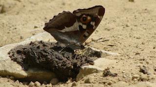 Apatura iris (male) DSC57449