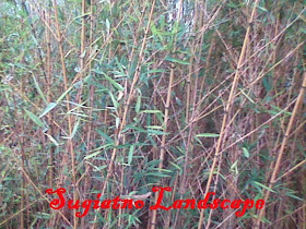 Bambu-klisik-cina