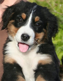 Bernese Mountain Puppy