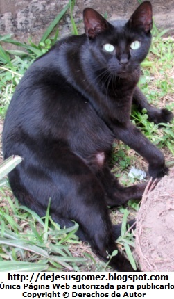 Foto de gata negra preñada abriendo bien los ojos. Foto de gata de Jesus Gómez