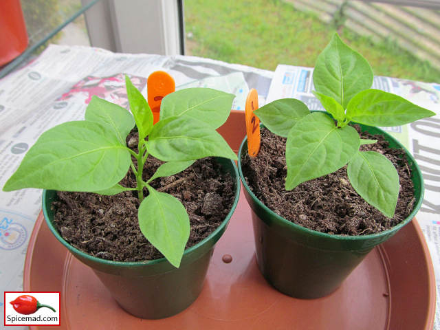 Yellow Jelly Bean Habanero - 18th April 2021