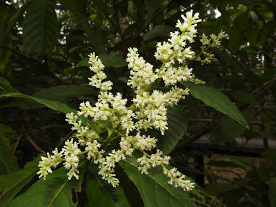 水錦樹的花序