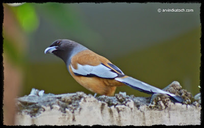 Punjab, Bird, Sweet Voice