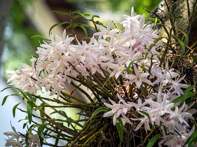 Sekkoku (Dendrobium moniliforme) flowers: Kaizo-ji