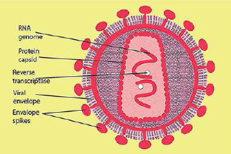 FSc Biology Part 1 XI 11th Chapter 5 Variety of Life Notes Long Questions fscnotes0