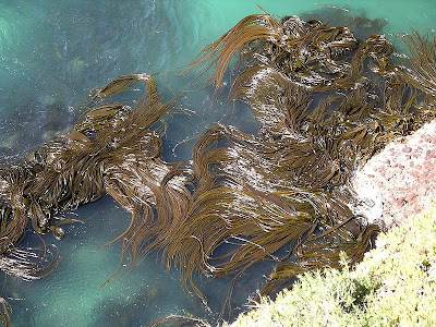 Seaweed mask recipes