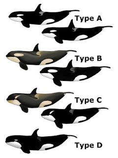 Mengenal 4 Jenis Orca atau Paus Pembunuh