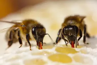 Abeille