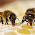 Savais-tu ⁉️ Quelle est la quantité de miel Produite par une Abeille??