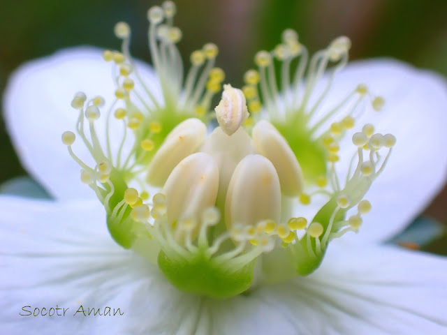 Parnassia palustris