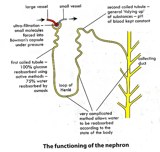 drawing of the nephron with labelings