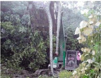 Ular Raksasa Kalimantan Tertangkap! Panjangnya 12 Meter