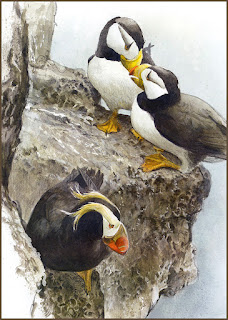 Horned and Tufted Puffins