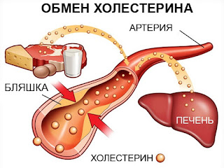 Лецитин - сердце, печень и профилактика старения