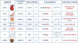 Medical Terminology