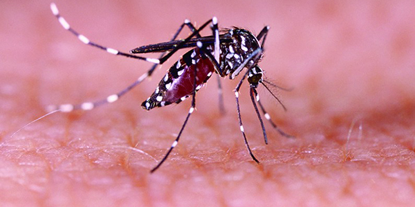 Bahia registra mais de 24,5 mil casos de dengue, zika e chikungunya em 2022