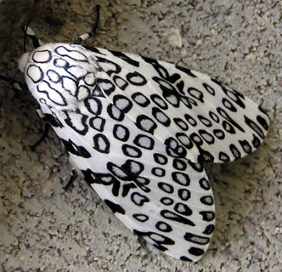 Leopard Moth, Hypercompe scribonia