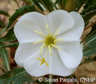 Oenothera harringtonii