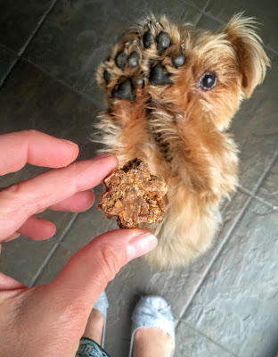 Yorkie eating a treat