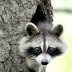 Whenever Raccoons Become Technicalities  Obtaining Raccoon Manage Providers 