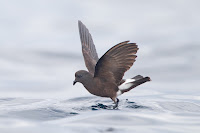 Wilson’s Storm Petrel – East of Tasman Peninsula, Australia – Mar. 14, 2012 – JJ Harrison