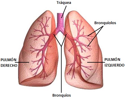 Dibujo de los pulmones para niños señalando partes