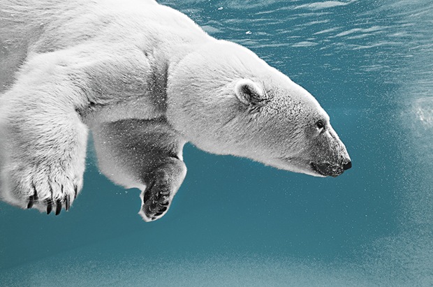 Wildlife-photography-polar-bear-under-water Wildlife-photography-polar-bear-under-water